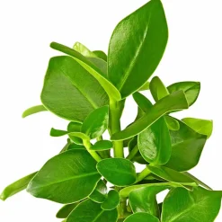 Balsamapfel, Clusia rosea, im Kunststoff-Kulturtopf
