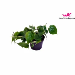 Baumfreund, Philodendron scandens, im Kunststoff-Kulturtopf