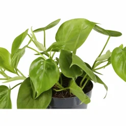 Baumfreund, Philodendron scandens, im Kunststoff-Kulturtopf