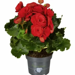 Begonie, Begonia Elatior-Hybriden, Blütenfarbe: rot