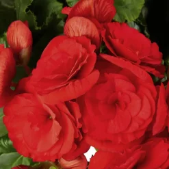 Begonie, Begonia Elatior-Hybriden, Blütenfarbe: rot