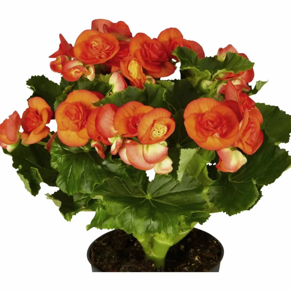 Begonie, Begonia Elatior-Hybriden, Blütenfarbe: orange