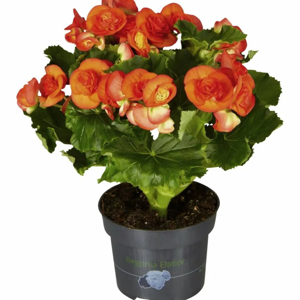 Begonie, Begonia Elatior-Hybriden, Blütenfarbe: orange