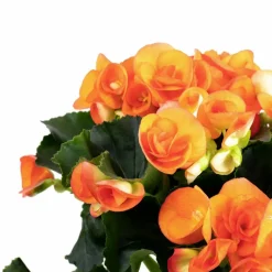 Begonie, Begonia Elatior-Hybriden, Blütenfarbe: orange