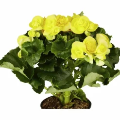 Begonie, Begonia Elatior-Hybriden, Blütenfarbe: gelb