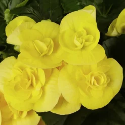 Begonie, Begonia Elatior-Hybriden, Blütenfarbe: gelb