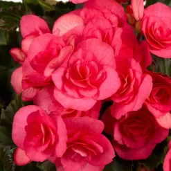 Begonie, Begonia Elatior-Hybriden »rosa«, Blütenfarbe: rosa