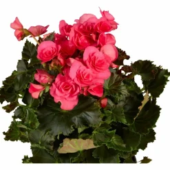 Begonie, Begonia Elatior-Hybriden »rosa«, Blütenfarbe: rosa