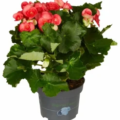 Begonie, Begonia Elatior-Hybriden »rosa«, Blütenfarbe: rosa