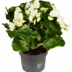 Begonie, Begonia Elatior-Hybriden, Blütenfarbe: weiß