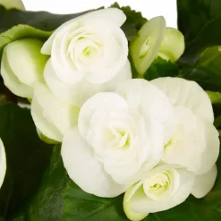 Begonie, Begonia Elatior-Hybriden, Blütenfarbe: weiß