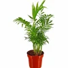 Bergpalme Chamaedorea elegans