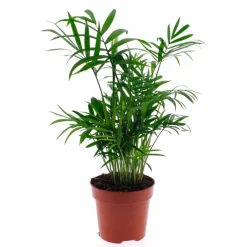 Bergpalme Chamaedorea elegans
