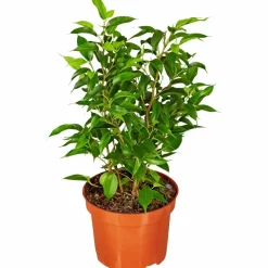 Birkenfeige, Ficus benjamini »Natasja«, im Kunststoff-Kulturtopf