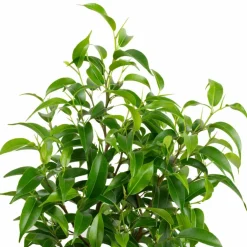 Birkenfeige, Ficus benjamini »Natasja«, im Kunststoff-Kulturtopf