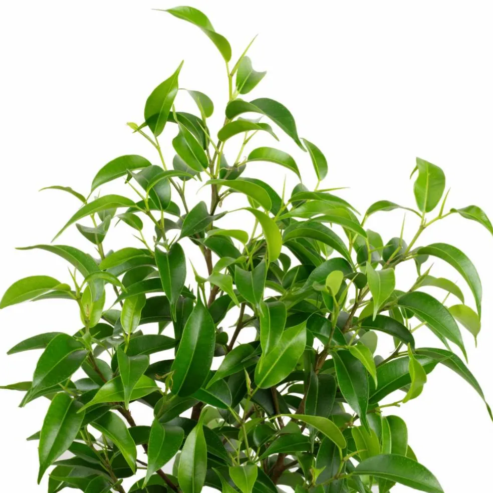 Birkenfeige, Ficus benjamini »Natasja«, im Kunststoff-Kulturtopf