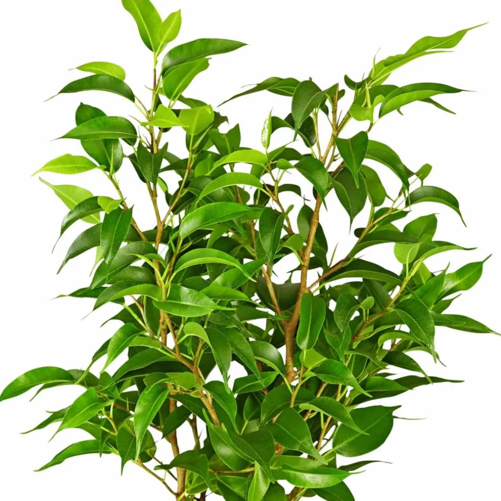 Birkenfeige, Ficus benjamini »Natasja«, im Kunststoff-Kulturtopf