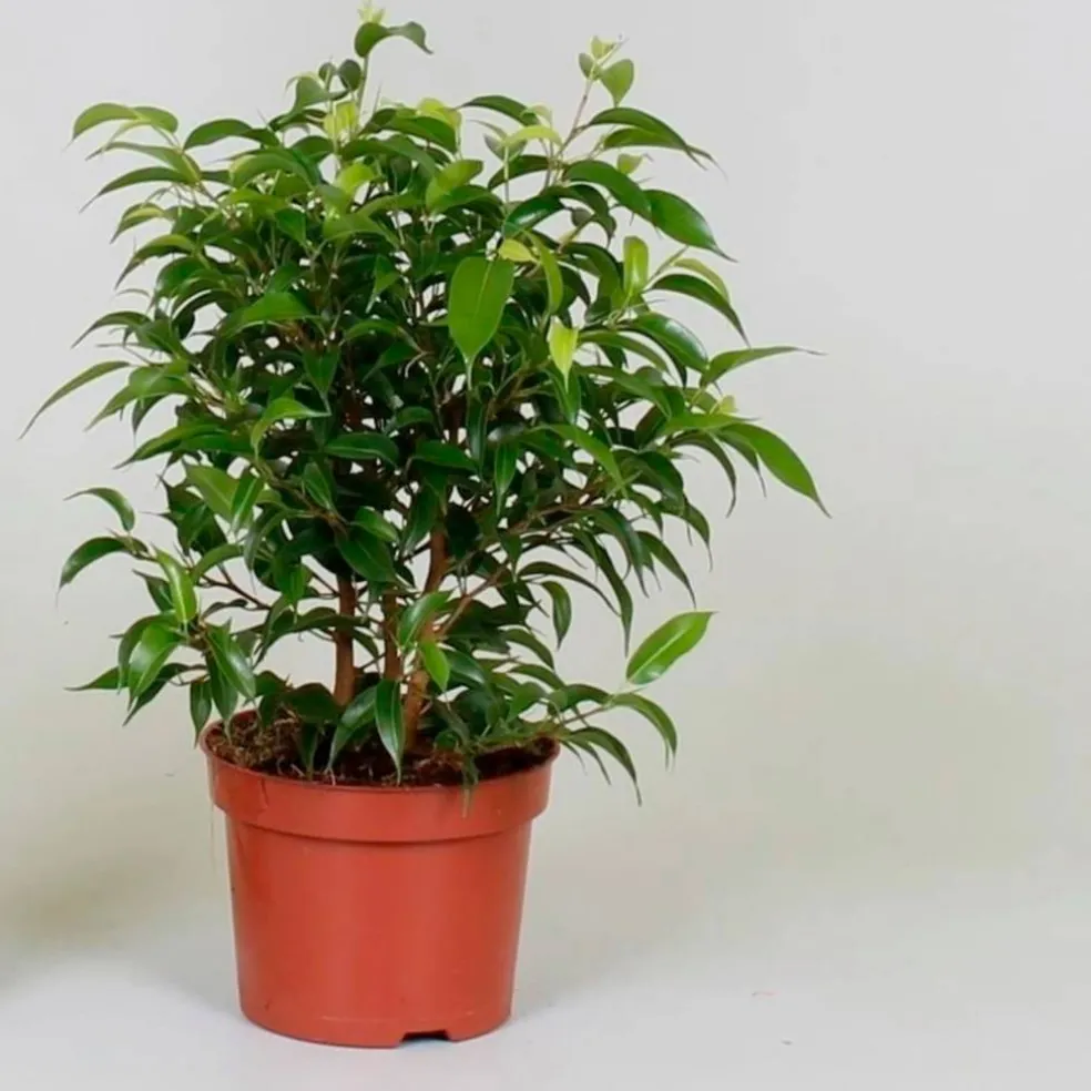 Birkenfeige, Ficus benjamini »Natasja«, im Kunststoff-Kulturtopf