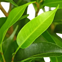 Birkenfeige, Ficus benjamini »Natasja«, im Kunststoff-Kulturtopf