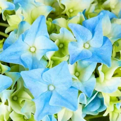 Blühpflanze Hortensie macrophylla, blau