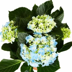 Blühpflanze Hortensie macrophylla, blau