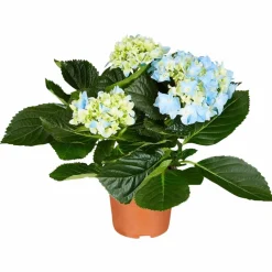 Blühpflanze Hortensie macrophylla, blau