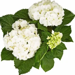 Blühpflanze Hortensie macrophylla, weiß