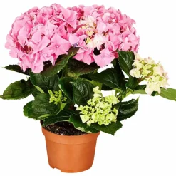 Blühpflanze Hortensie macrophylla, rosa