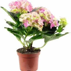 Blühpflanze Hortensie macrophylla, rosa