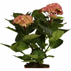 Blühpflanze Hortensie macrophylla, rosa