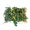 Blühpflanze Hoya carnosa