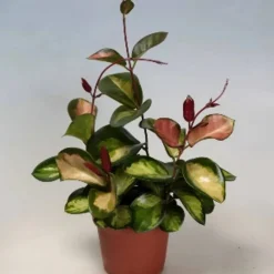Blühpflanze Hoya carnosa