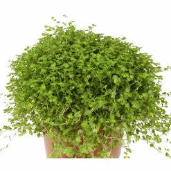 Bubikopf, Soleirolia soleirolii, im Kunststoff-Kulturtopf
