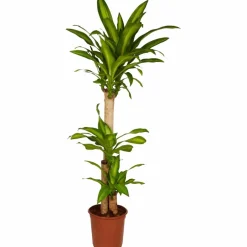 Drachenbaum, Dracaena fragans »Massangeana«, im Kunststoff-Kulturtopf