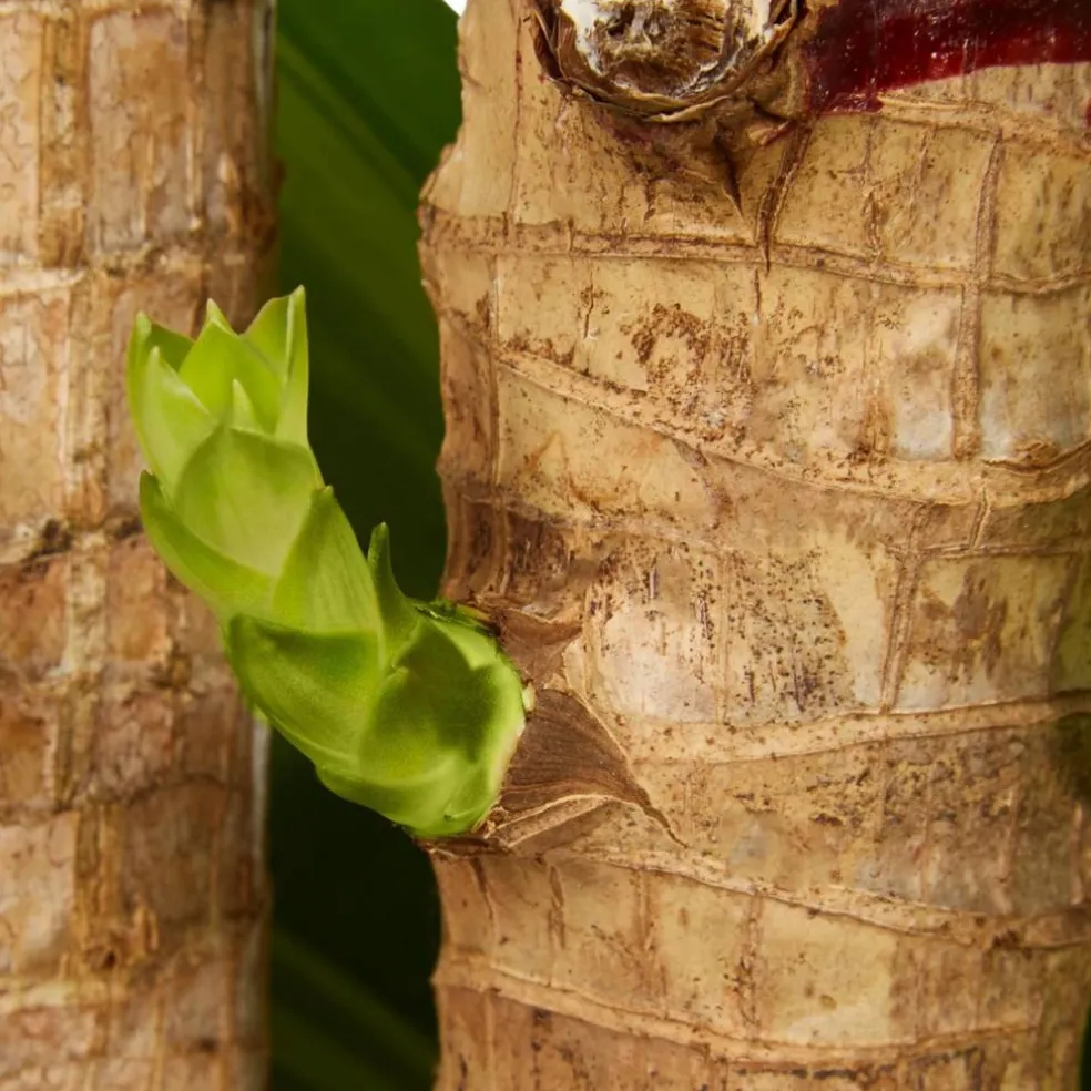 Drachenbaum, Dracaena fragans »Massangeana«, im Kunststoff-Kulturtopf