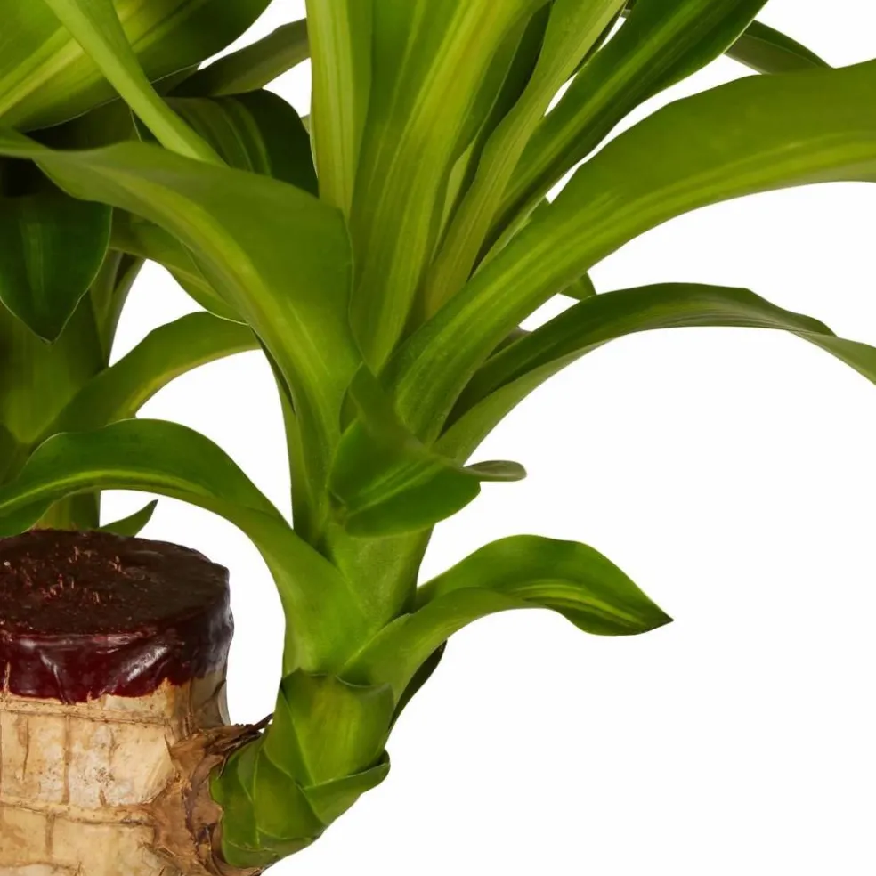 Drachenbaum, Dracaena fragans »Massangeana«, im Kunststoff-Kulturtopf
