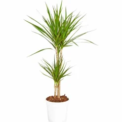 Drachenbaum, Dracaena marginata, im Kunststoff-Kulturtopf