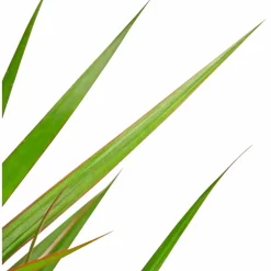 Drachenbaum, Dracaena marginata, im Kunststoff-Kulturtopf