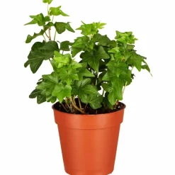 Efeu, Hedera helix, im Kunststoff-Kulturtopf