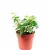 Efeu, Hedera helix, im Kunststoff-Kulturtopf