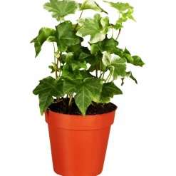 Efeu, Hedera helix, im Kunststoff-Kulturtopf