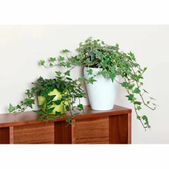 Efeu, Hedera helix, im Kunststoff-Kulturtopf
