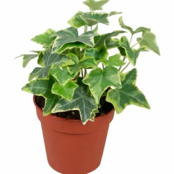 Efeu, Hedera helix, im Kunststoff-Kulturtopf