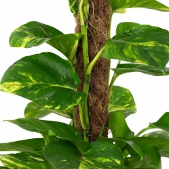 Efeutute, Epipremnum aureum