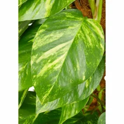 Efeutute, Epipremnum aureum