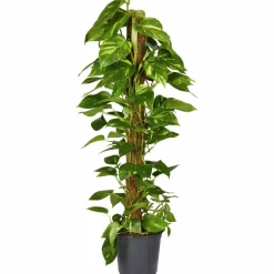 Efeutute, Epipremnum aureum