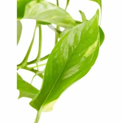 Efeutute, Epipremnum aureum, im Kunststoff-Kulturtopf