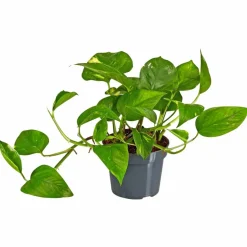 Efeutute, Epipremnum aureum, im Kunststoff-Kulturtopf