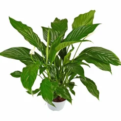 Einblatt, Spathiphyllum wallisii, Blütenfarbe: weiß
