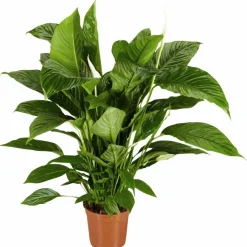 Einblatt, Spathiphyllum wallisii, Blütenfarbe: weiß